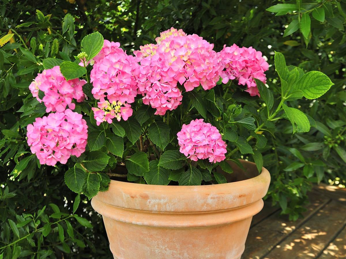 geraniums are drought tolerant perrenials