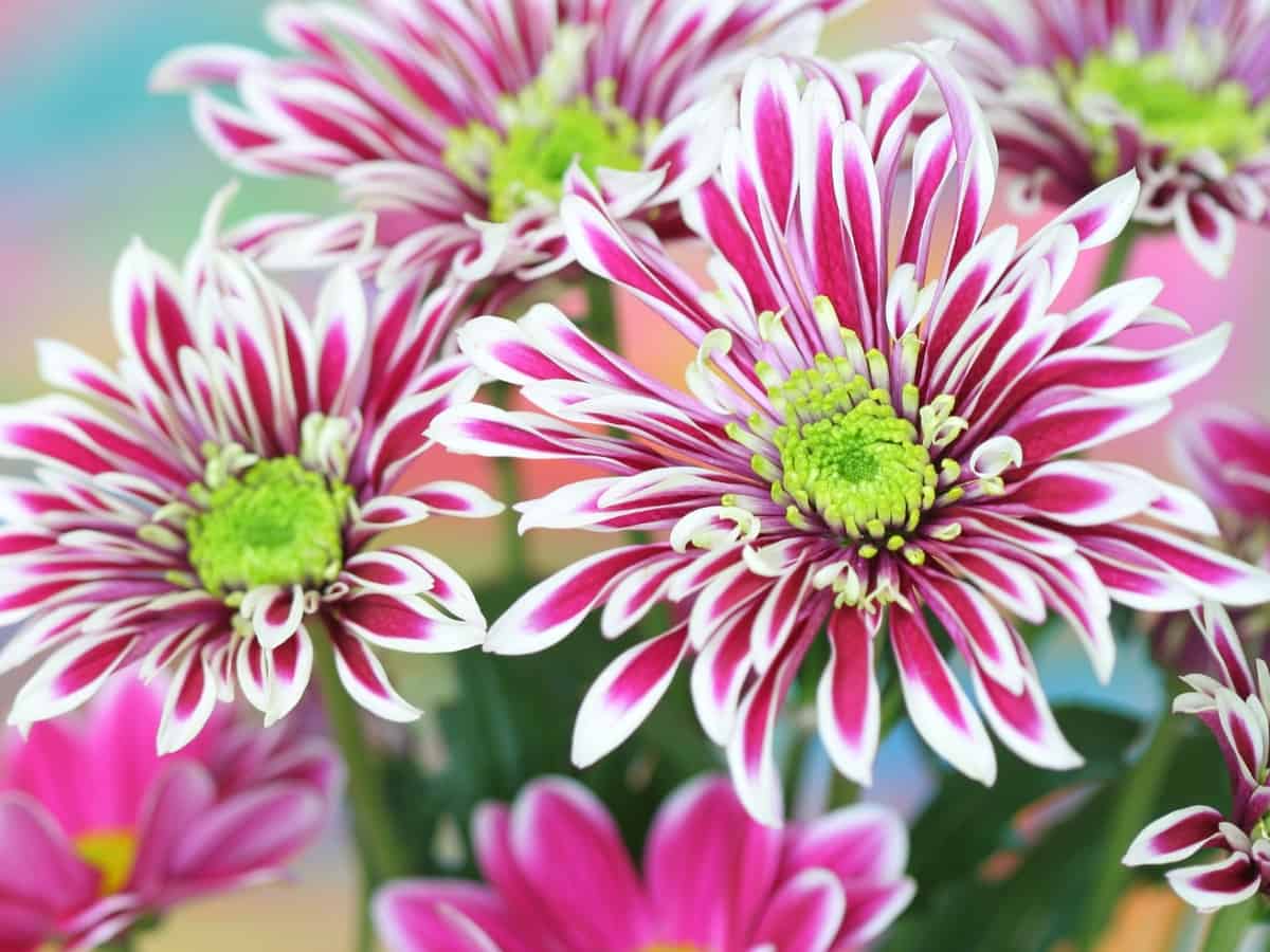 chrysanthemums repel flies