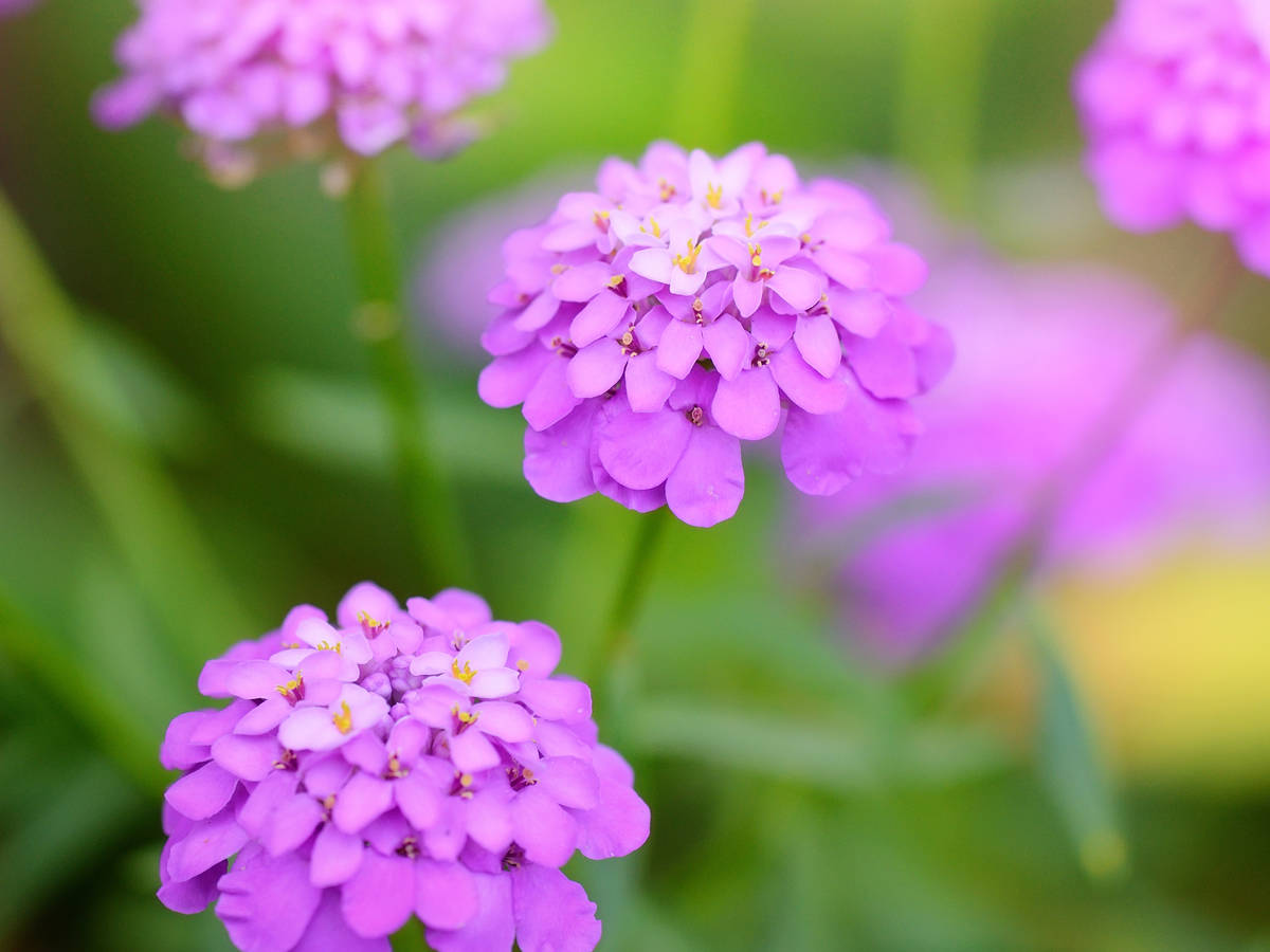 candytuft is easy to grow