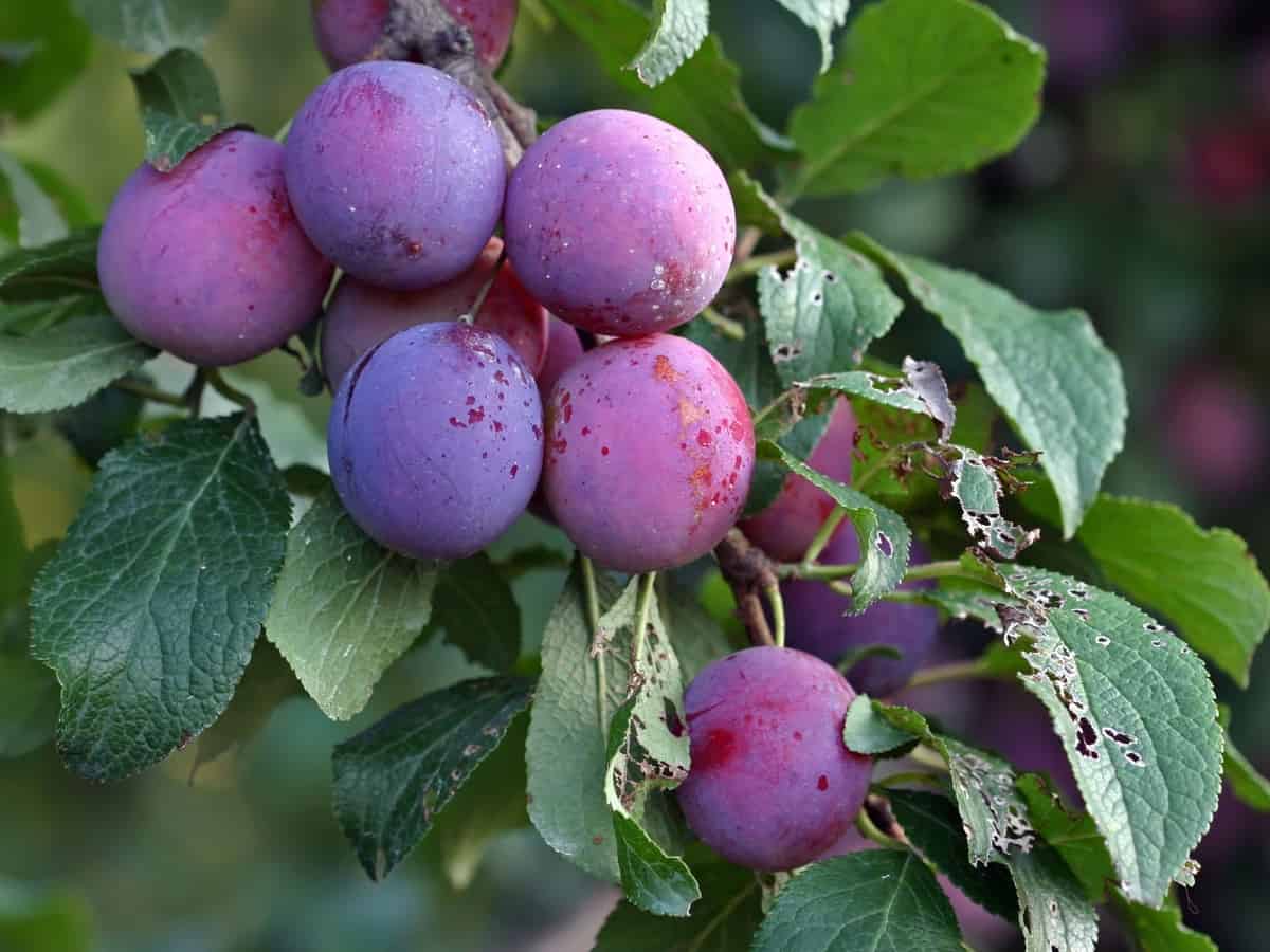 grow plums in pots