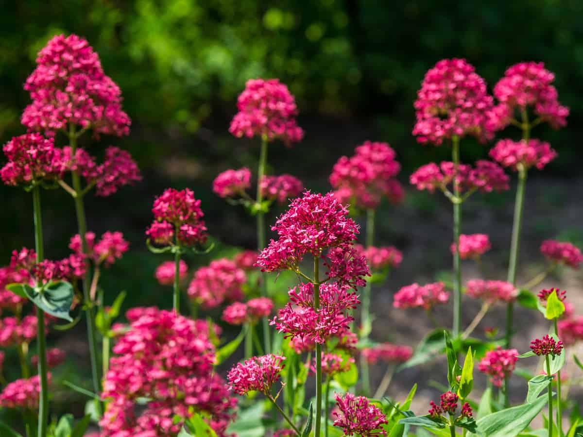 red valerian adds color to the garden