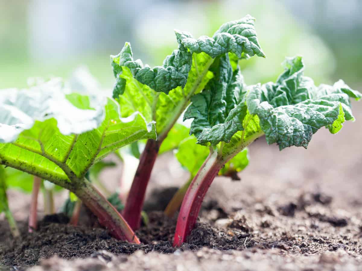 rhubarb the easy to grow container vegetable