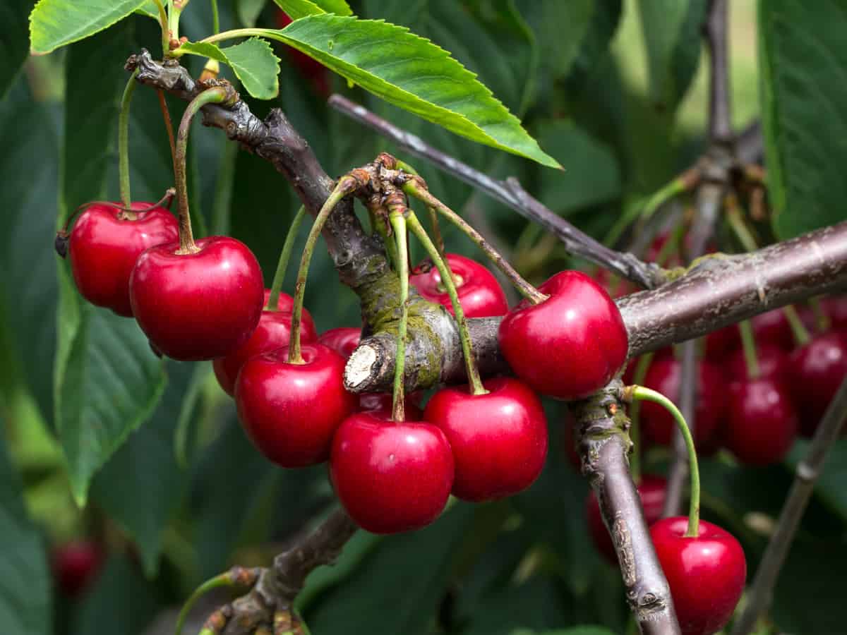 cherries - their tree grows well in containers