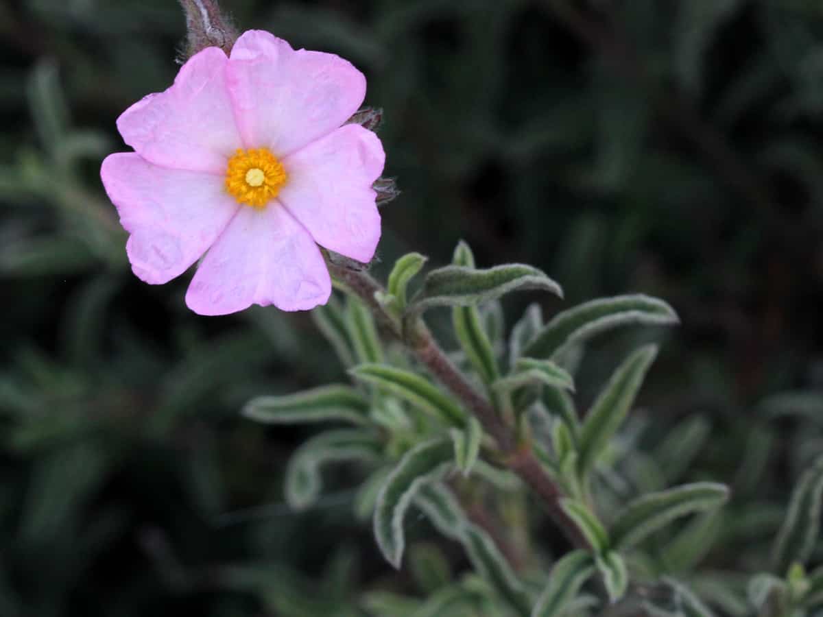 rock rose or cistus perennial