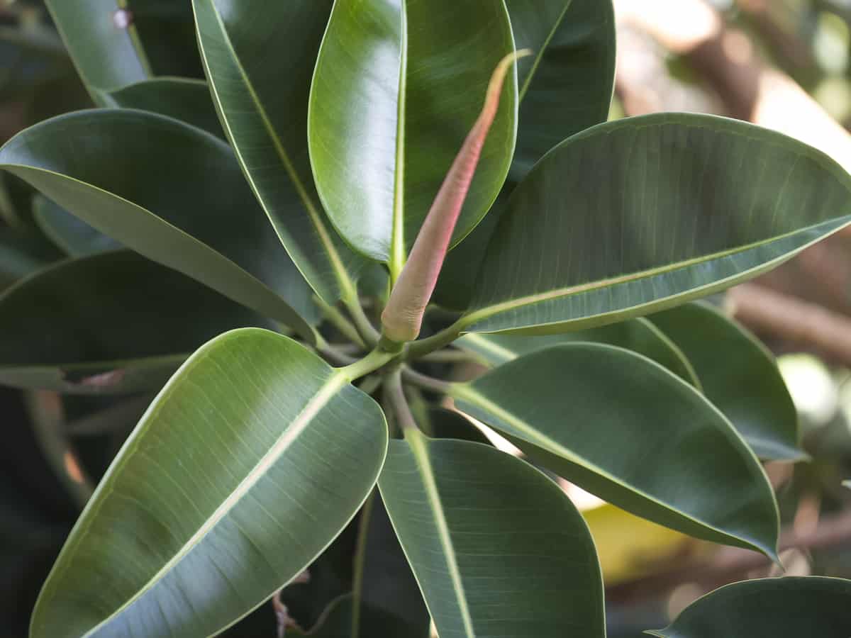 rubber plant up close