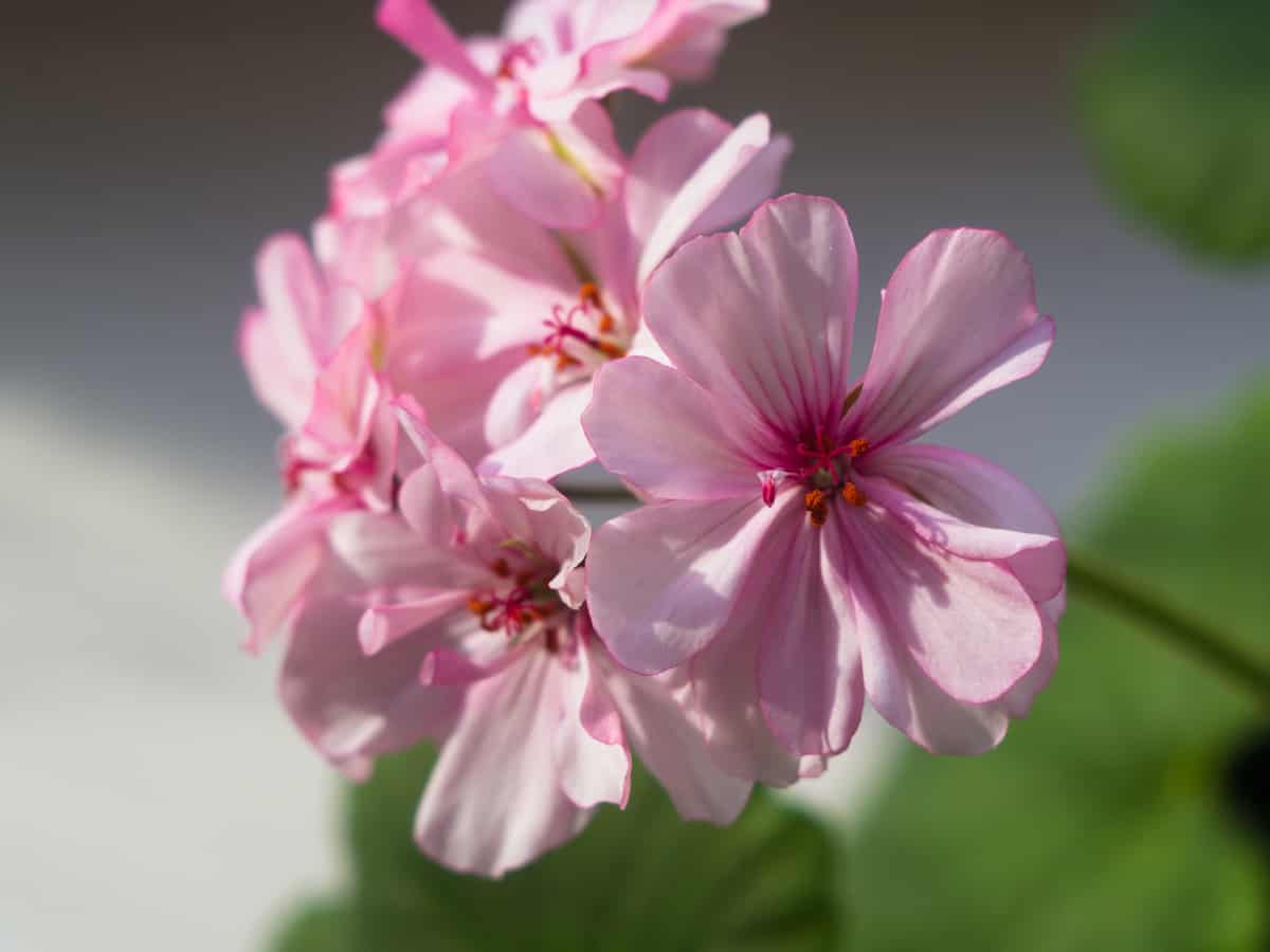 geranium leaves provide the sweet smell