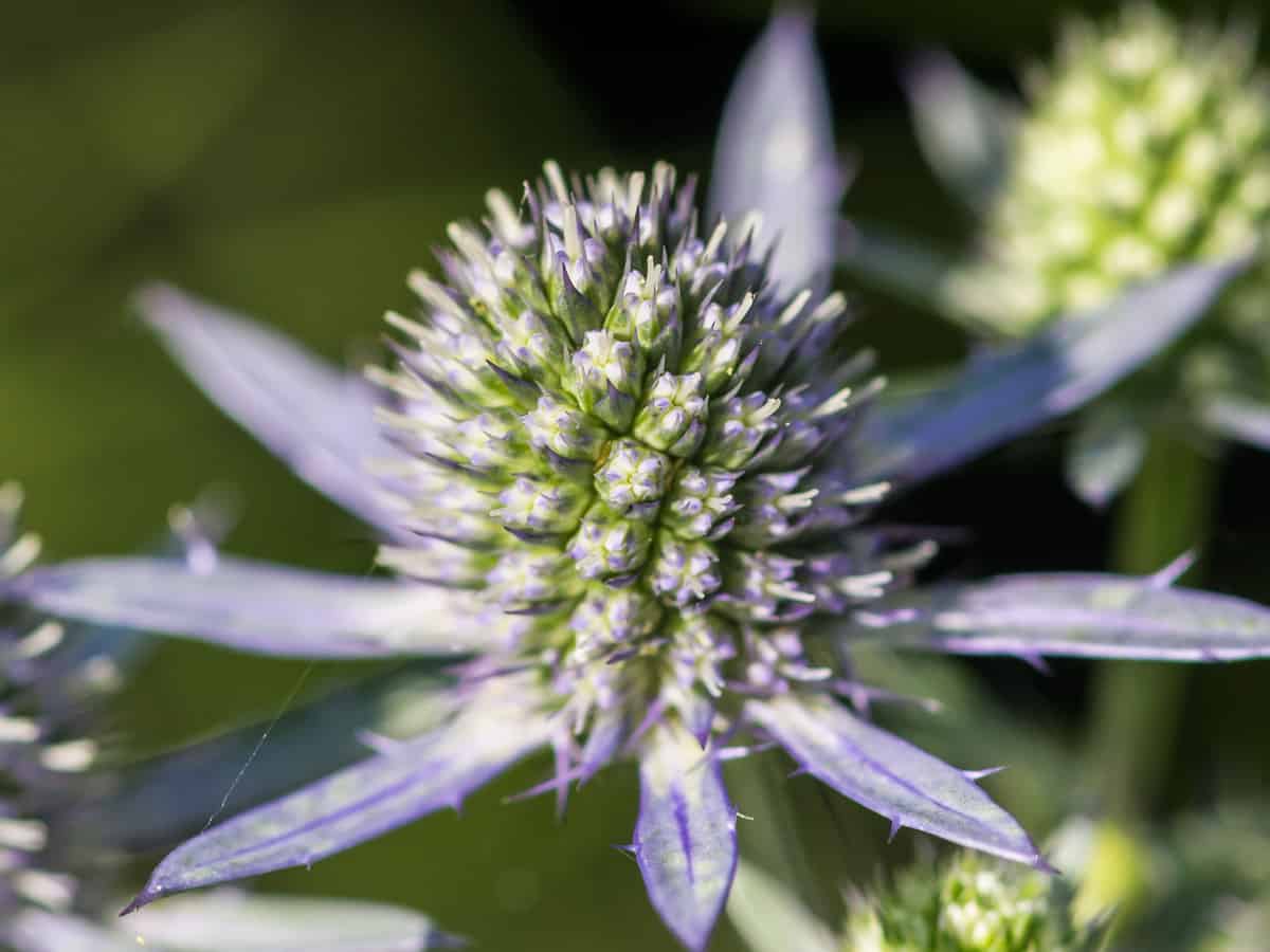 a blooming sea holly