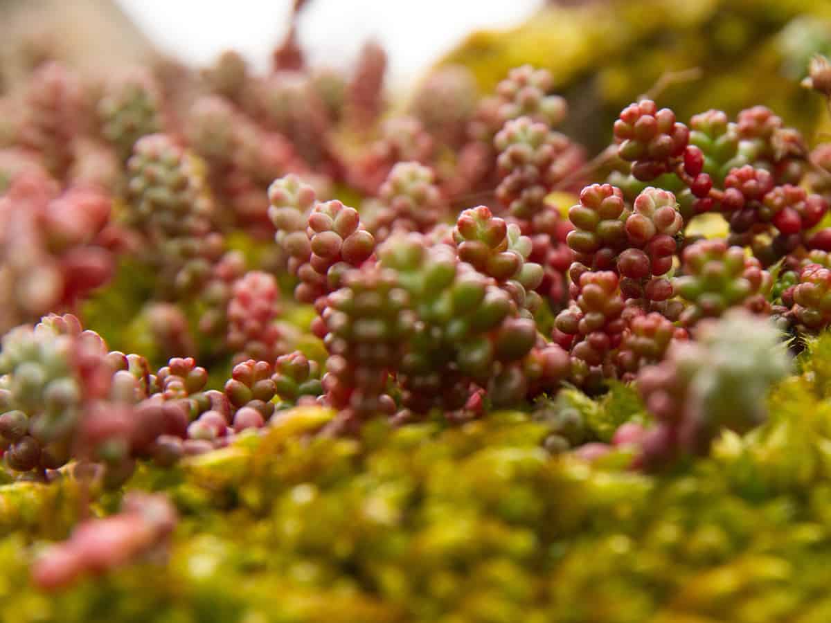 stonecrop or sedum is low-growing