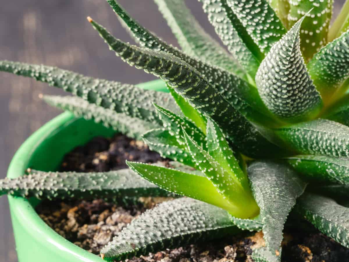 aloe vera in the bedroom