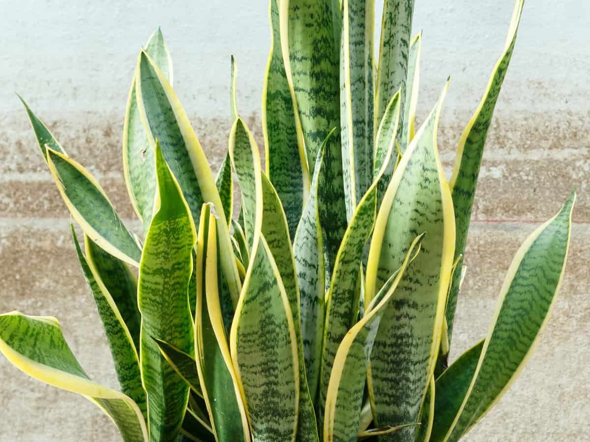 snake plant in the bedroom