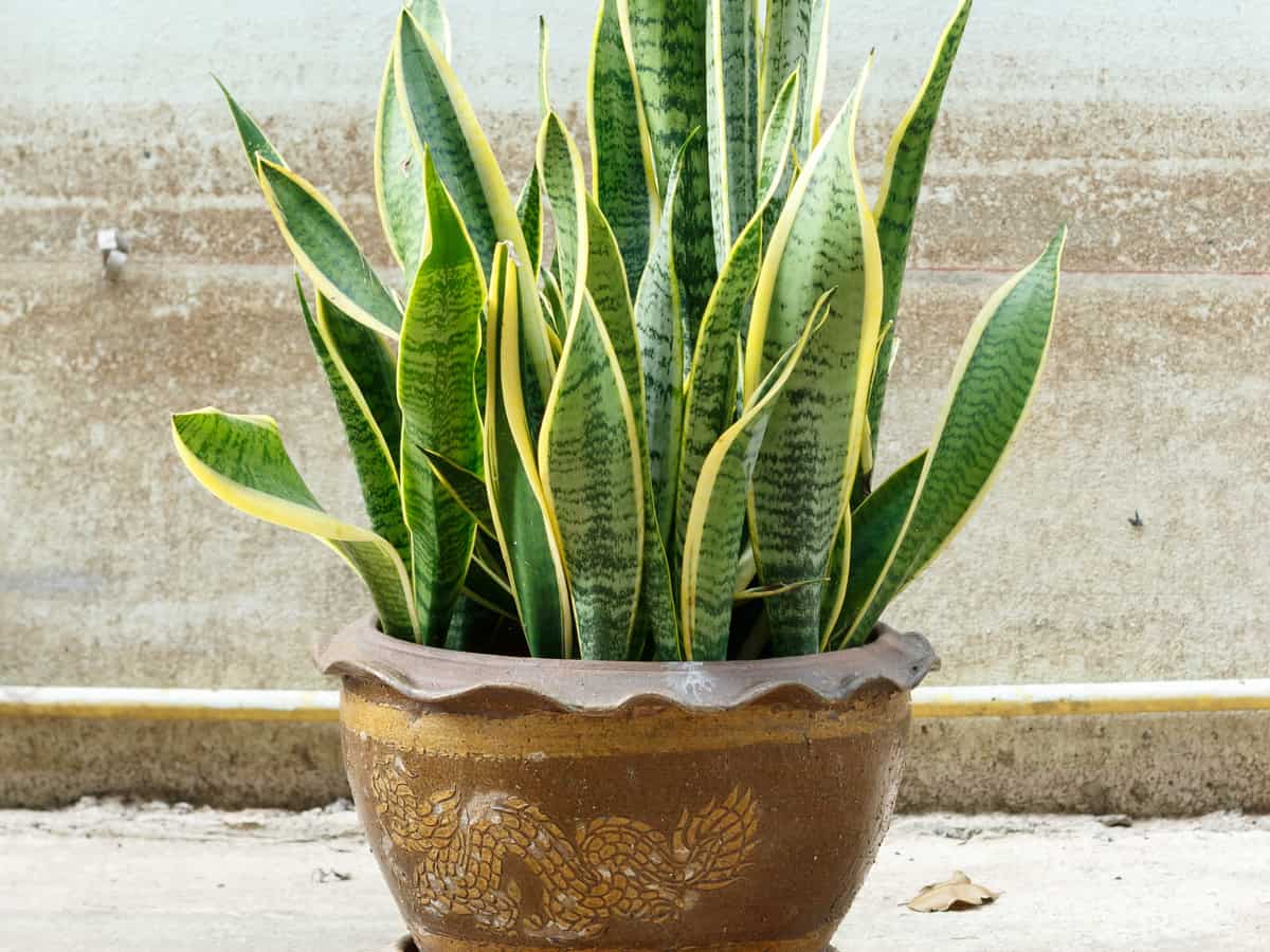 snake plant in the bathroom