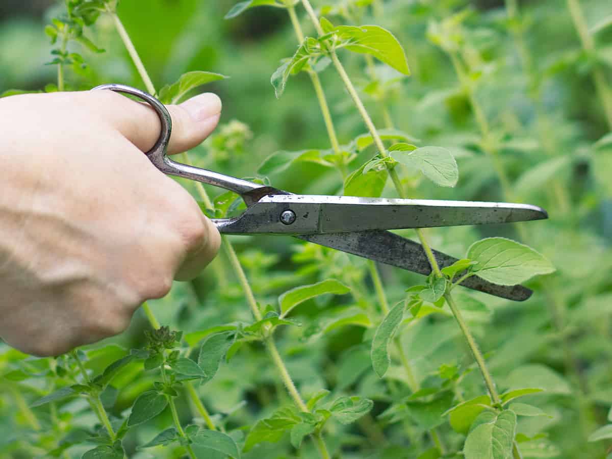 oregano is used in Greek and Italian cooking