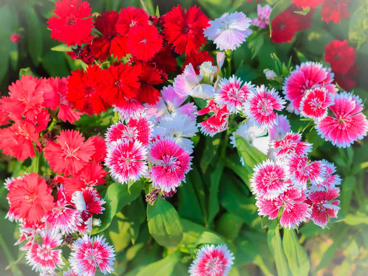 dianthus smells like spicy vanilla