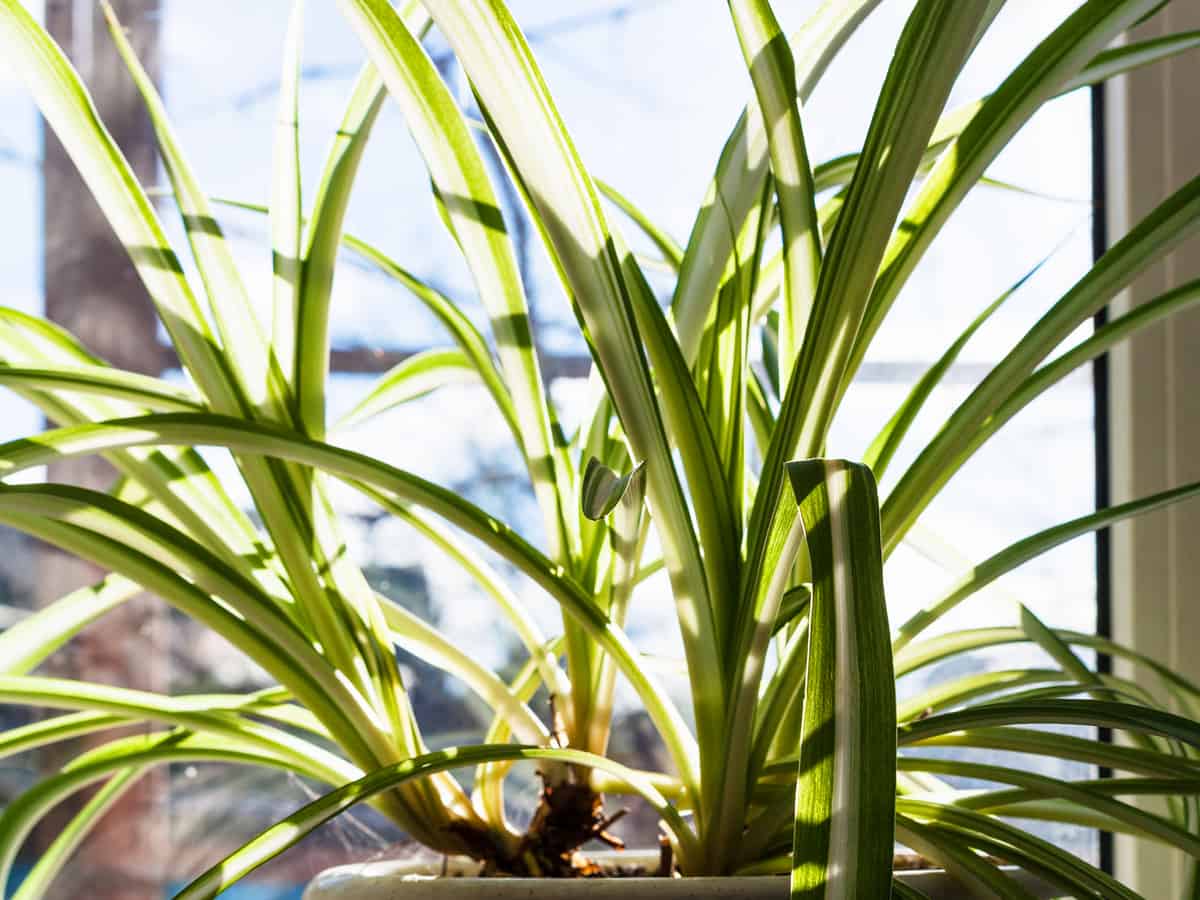 spider plant helps you sleep like a baby