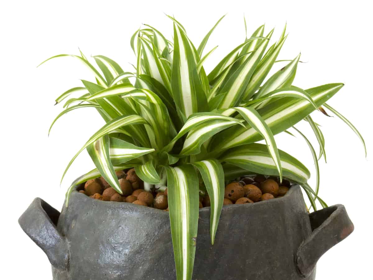 spider plants are great in containers