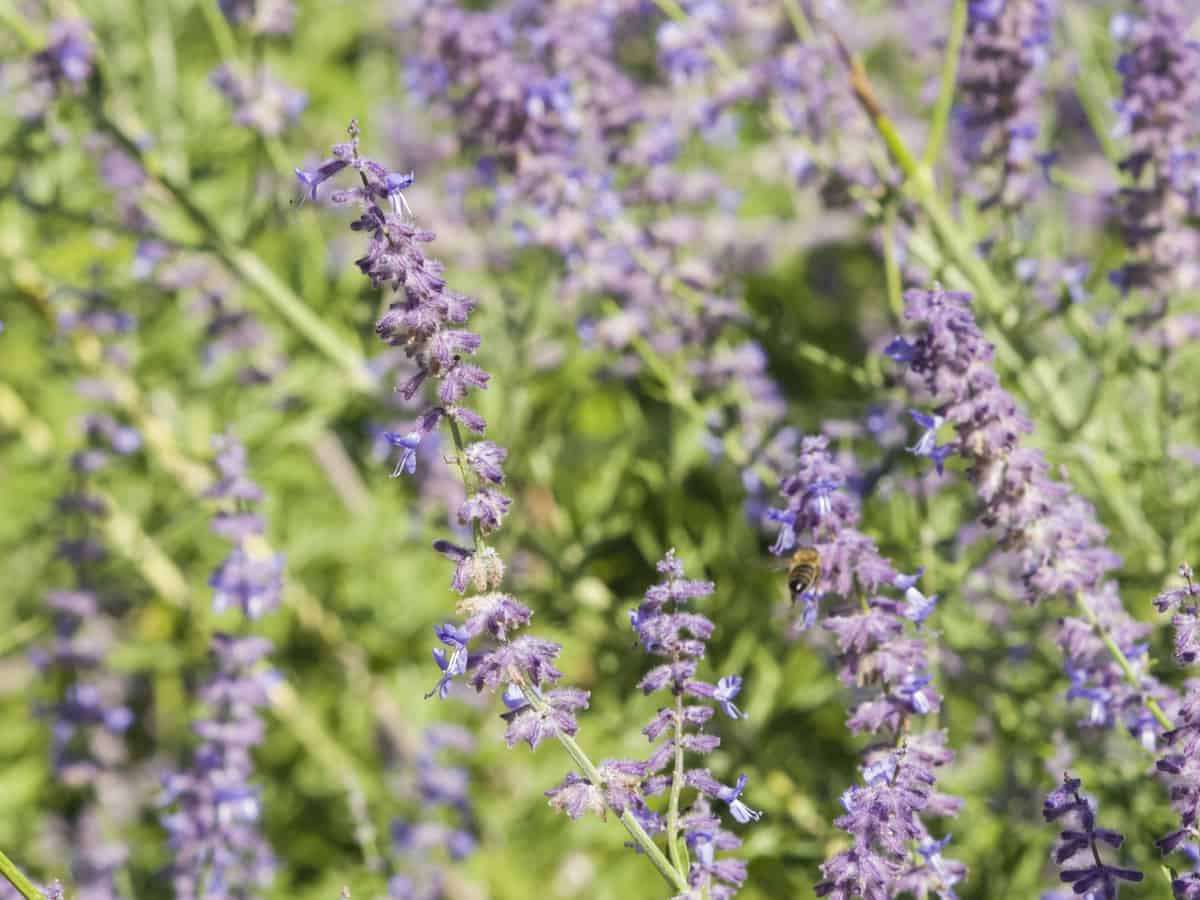 Russian sage smells nice and is very drought resiliant