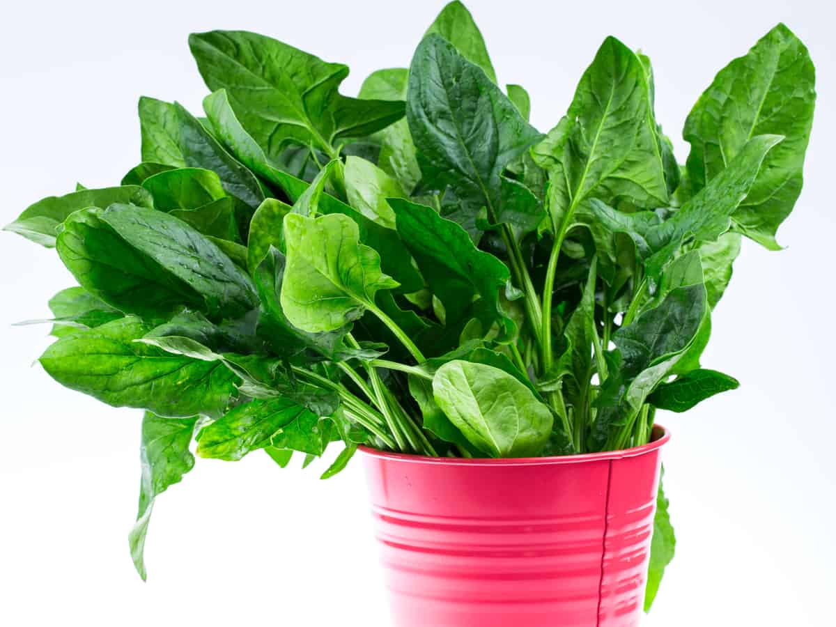 potted spinach