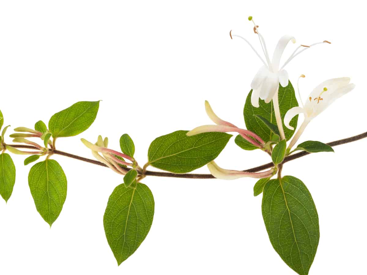 the honeysuckle plants smell so wonderful in the house