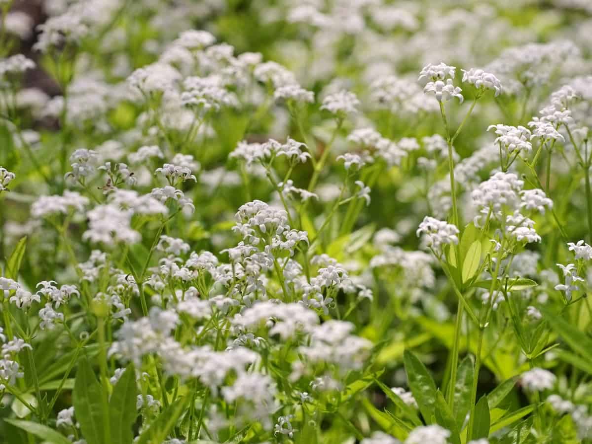 sweet Woodruff as a ground cover flower