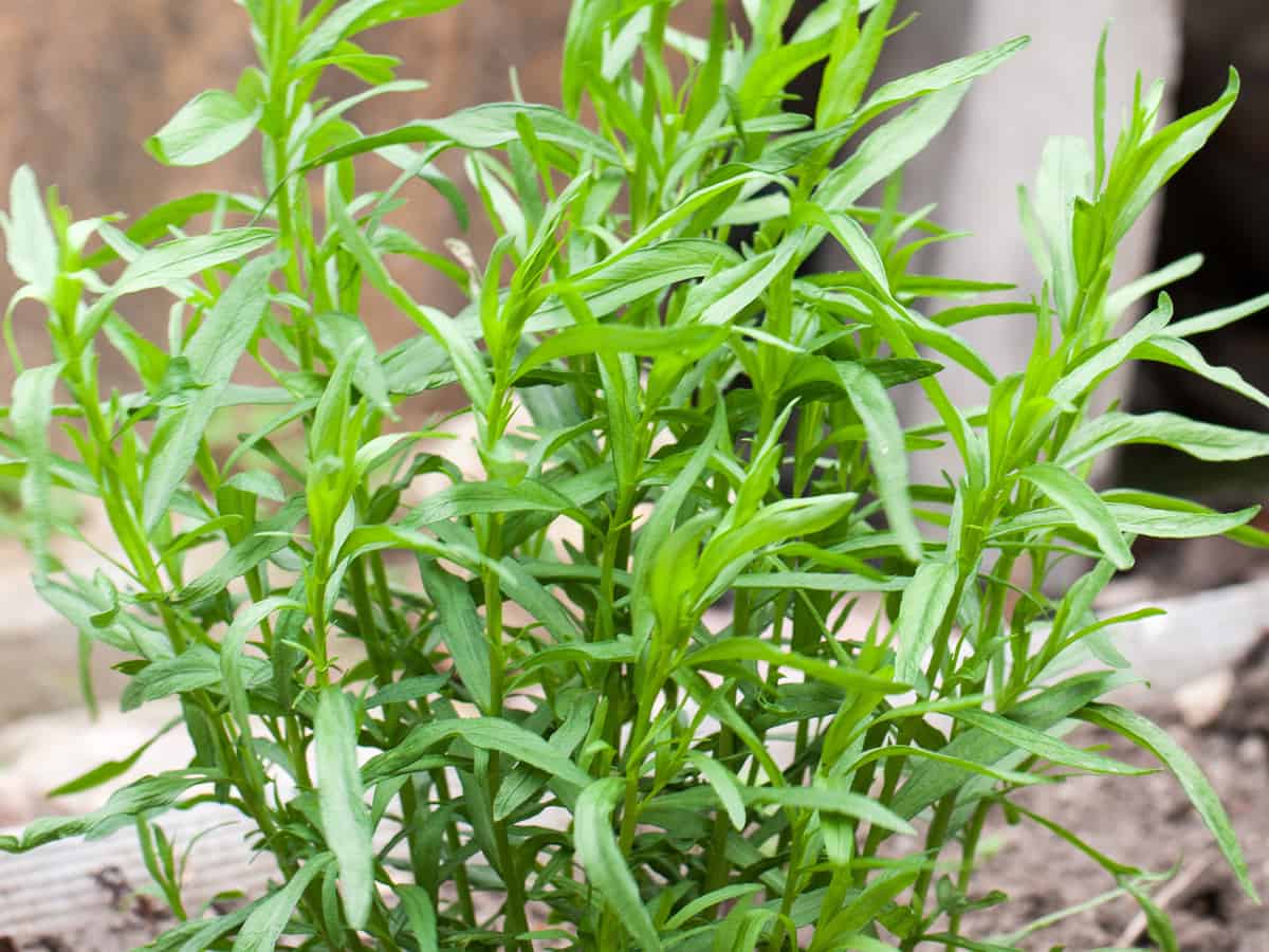tarragon grows from cuttings or seeds