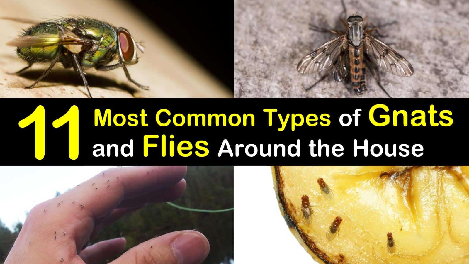 11 Most Common Types of Gnats and Flies Around the House titleimg1
