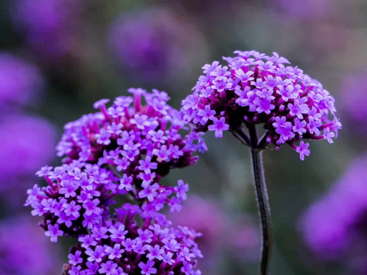 easy to grow vervain or verbena