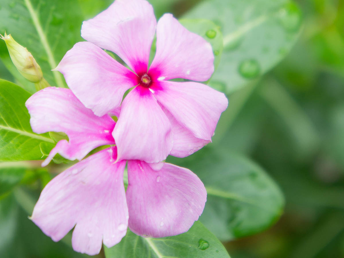 periwinkle or vinca is a good ground cover flower