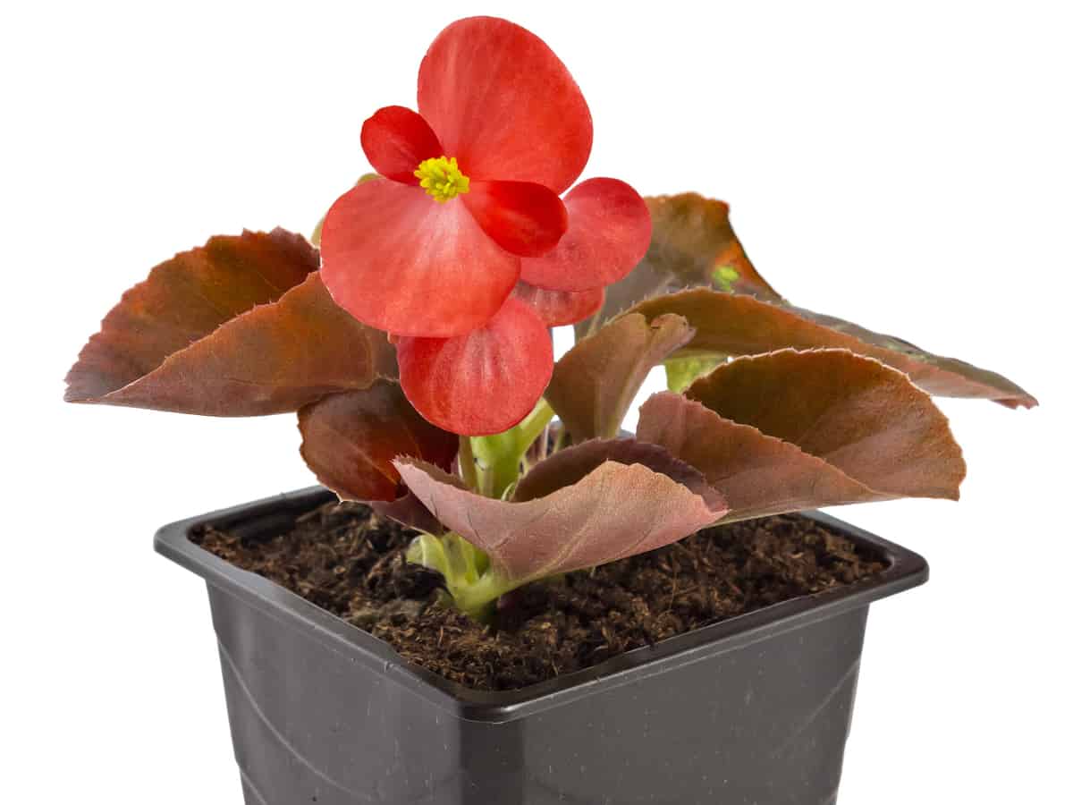wax begonia is perfect for the bedroom