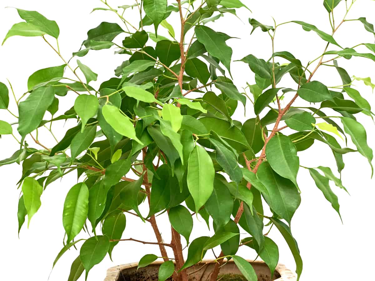 weeping fig is a popular plant