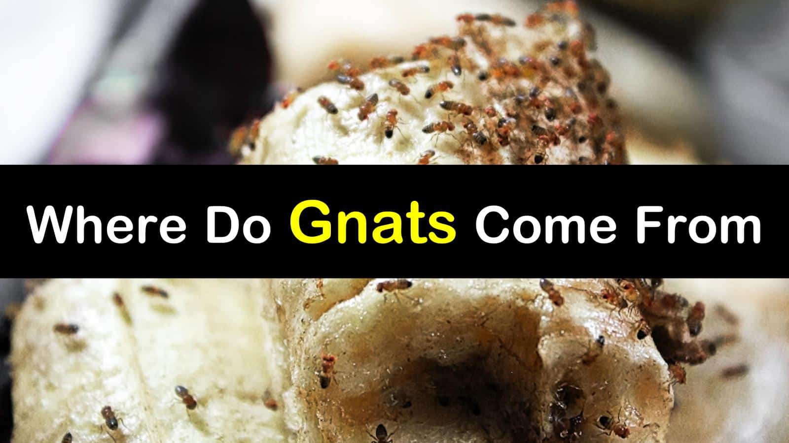 what causes gnats in the house