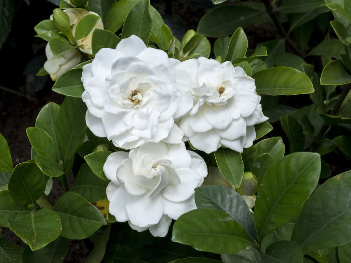 gardenia aroma is hard to mistake