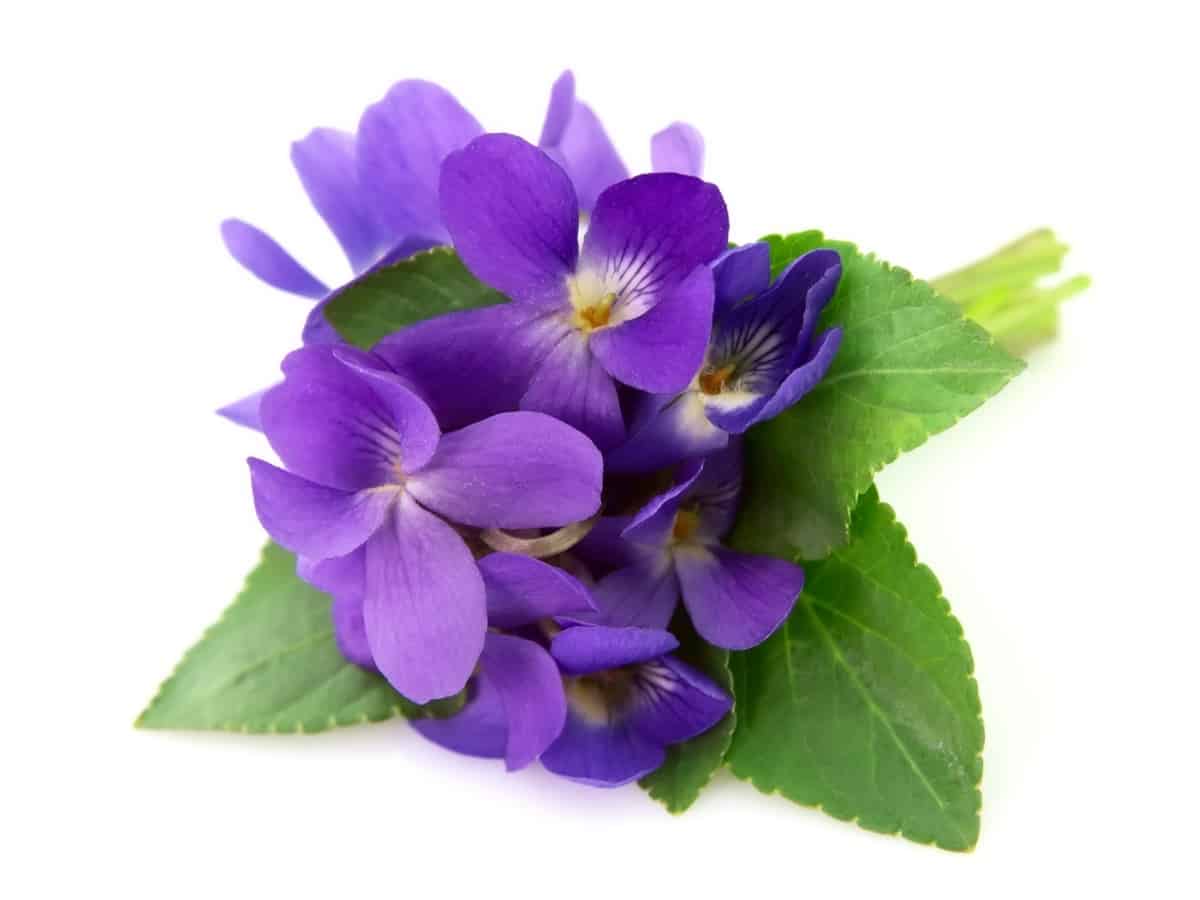 wild violet is the perfect ground flower