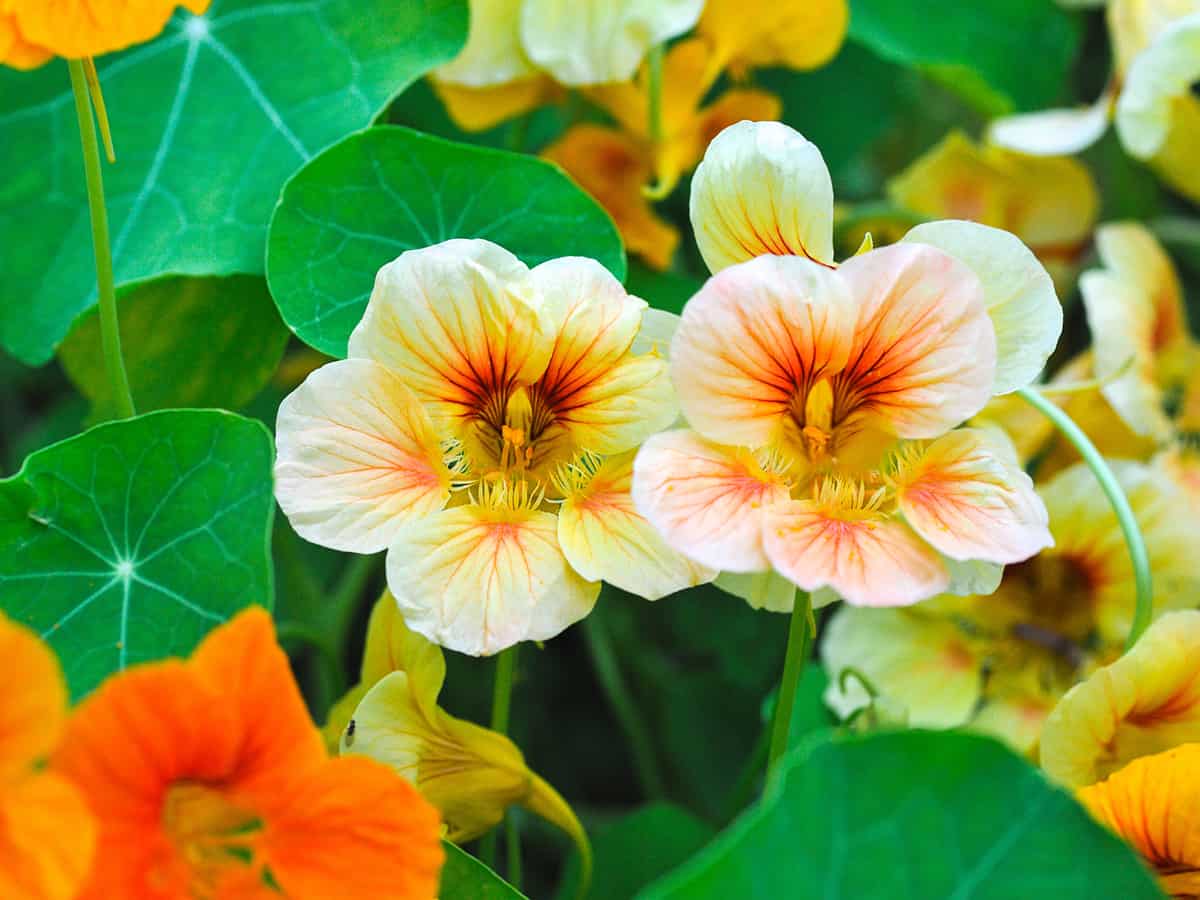 beautiful nasturtiums in the garden