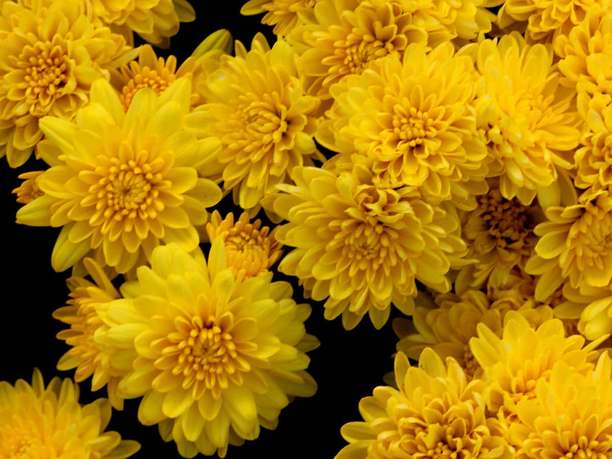 chrysanthemums are a natural pesticide