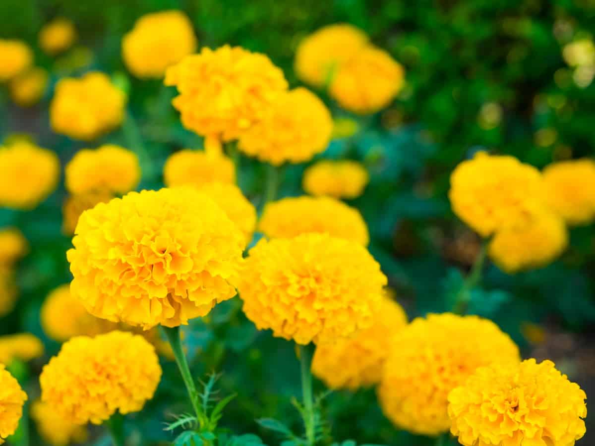 marigolds repel insects