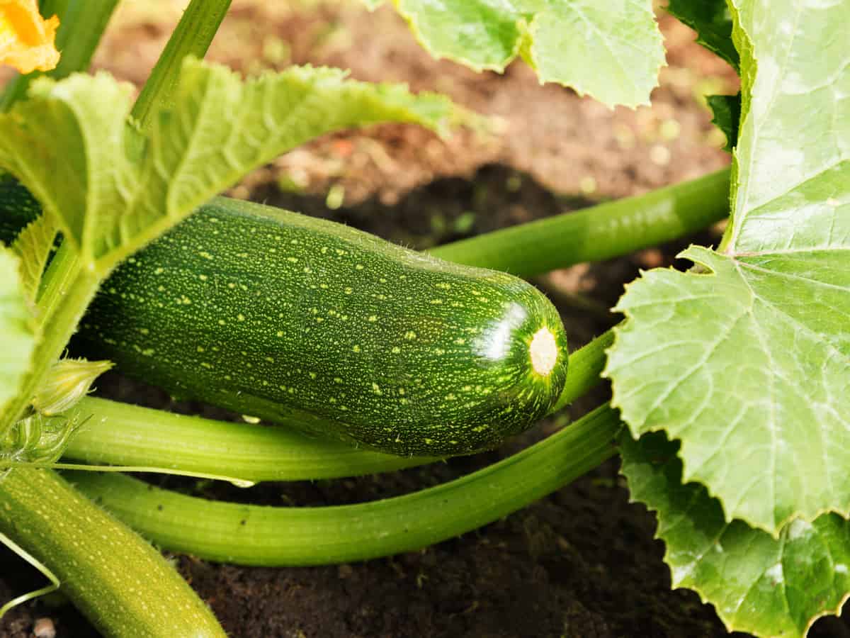 hidden zucchini squash in garden