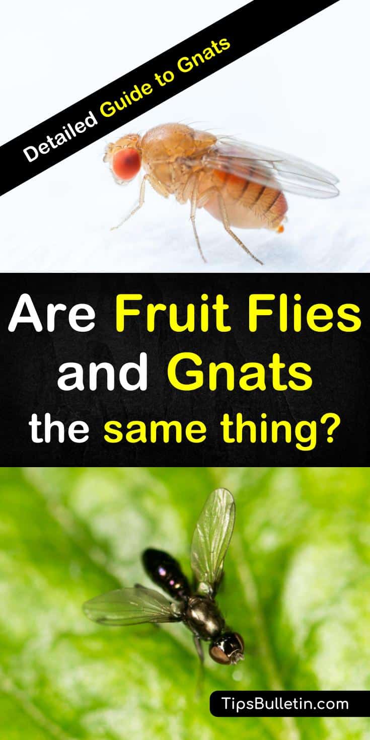 Learn the differences between fruit flies and gnats so you can employ the right method to get rid of these insects from your kitchen for good. Find out how to make a fly trap that will effectively rid your home of soil gnats and fruit flies. #fruitfliesvsgnats #killfruitflies #getridofgnats