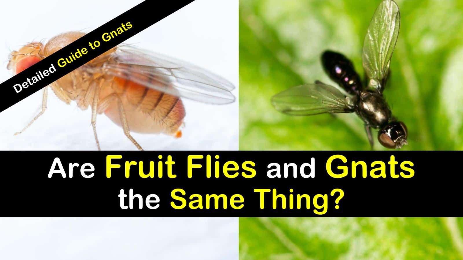 Fruit Flies Vs Gnats Are Fruit Flies And Gnats The Same