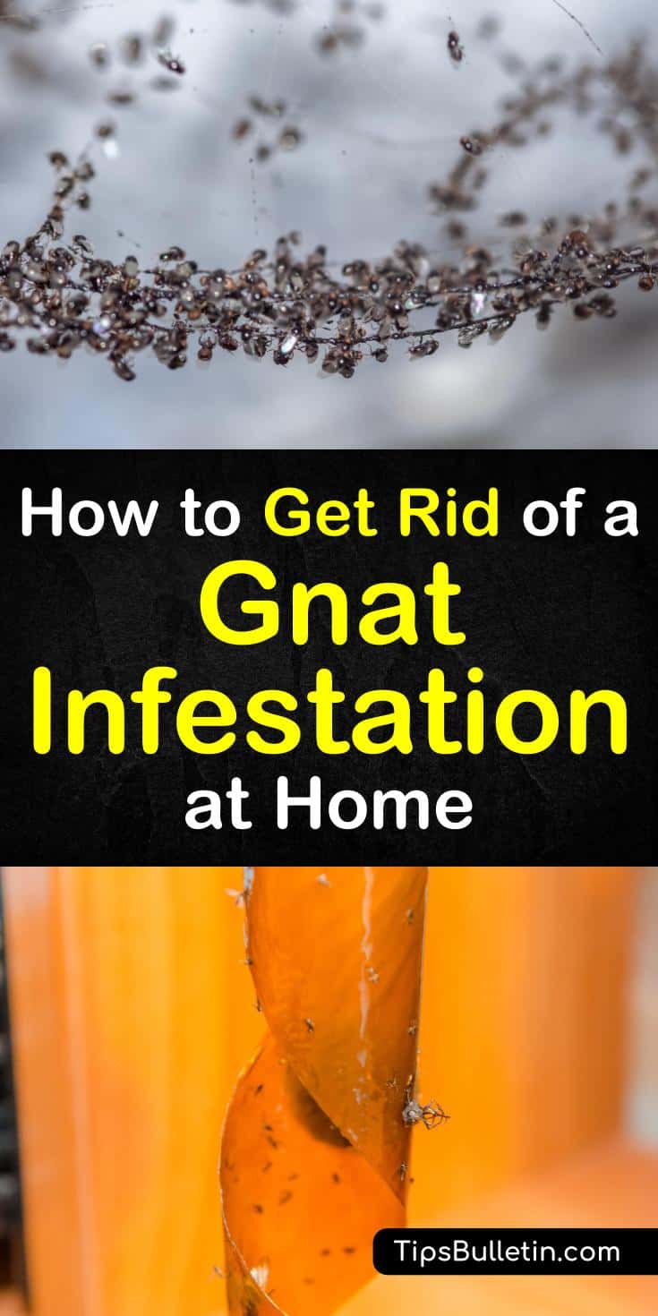 Learn how to effectively get rid of gnats that have infested your home. With these simple pest control methods, you can deal with an infestation of gnats and fruit flies without having to get rid of your plants. #gnatinfestation #infestation #pestcontrol #gnats #killgnatsandfruitflies