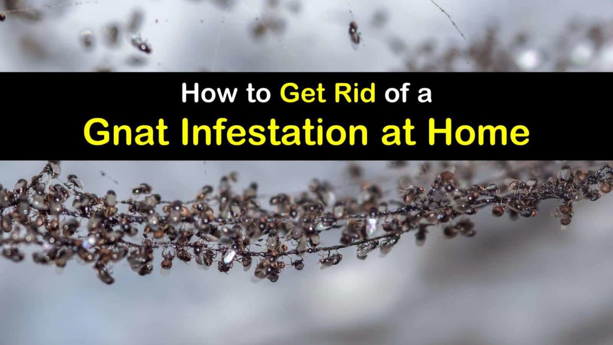 3 Fast & Easy Ways to Eliminate a Gnat Infestation
