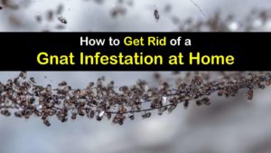 gnat infestation titleimg1