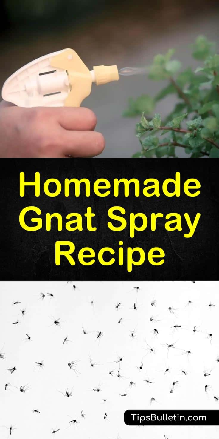 Learn how to deal with pesky gnats with a homemade insect repellent. This DIY natural pest control solution uses simple ingredients like apple cider vinegar and essential oils. #gnatspray #sprayforgnats #natrualgnatrepellent