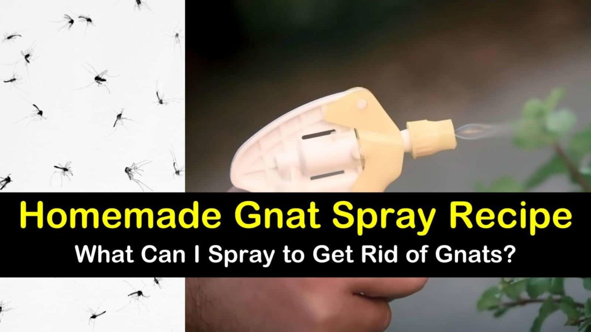 kill fungus gnats indoors