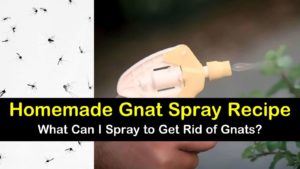 homemade gnat spray titleimg1