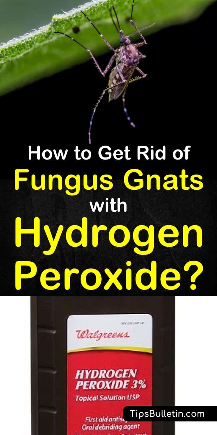 How Can I Get Rid of Fungus Gnats with Hydrogen Peroxide?