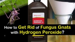 titleimage1 how to get rid of fungus gnats with hydrogen peroxide