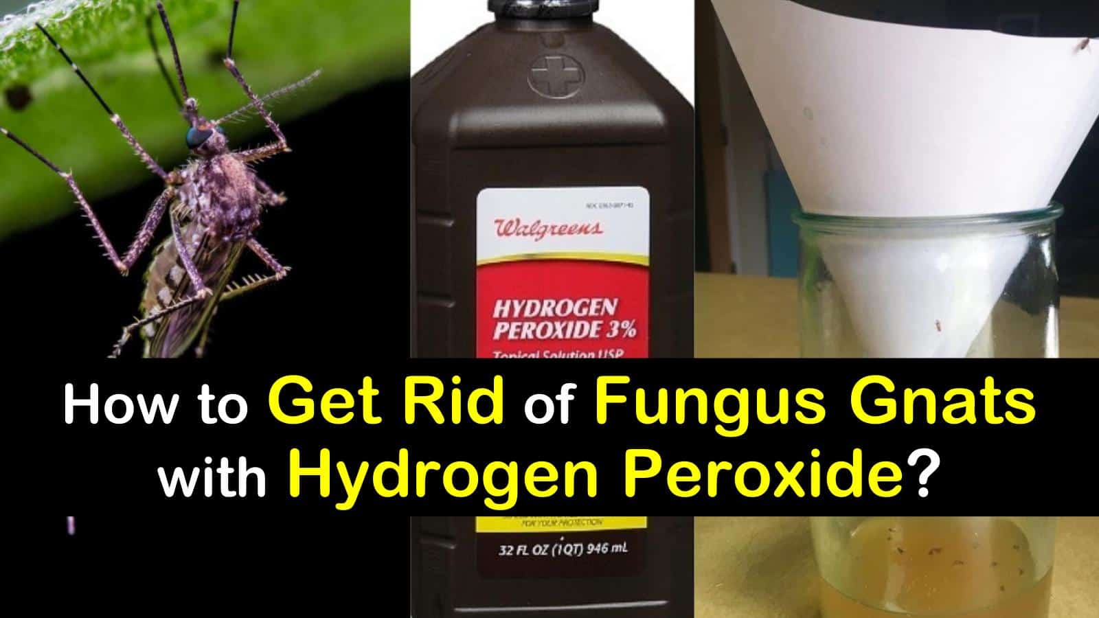 How Can I Get Rid of Fungus Gnats with Hydrogen Peroxide?