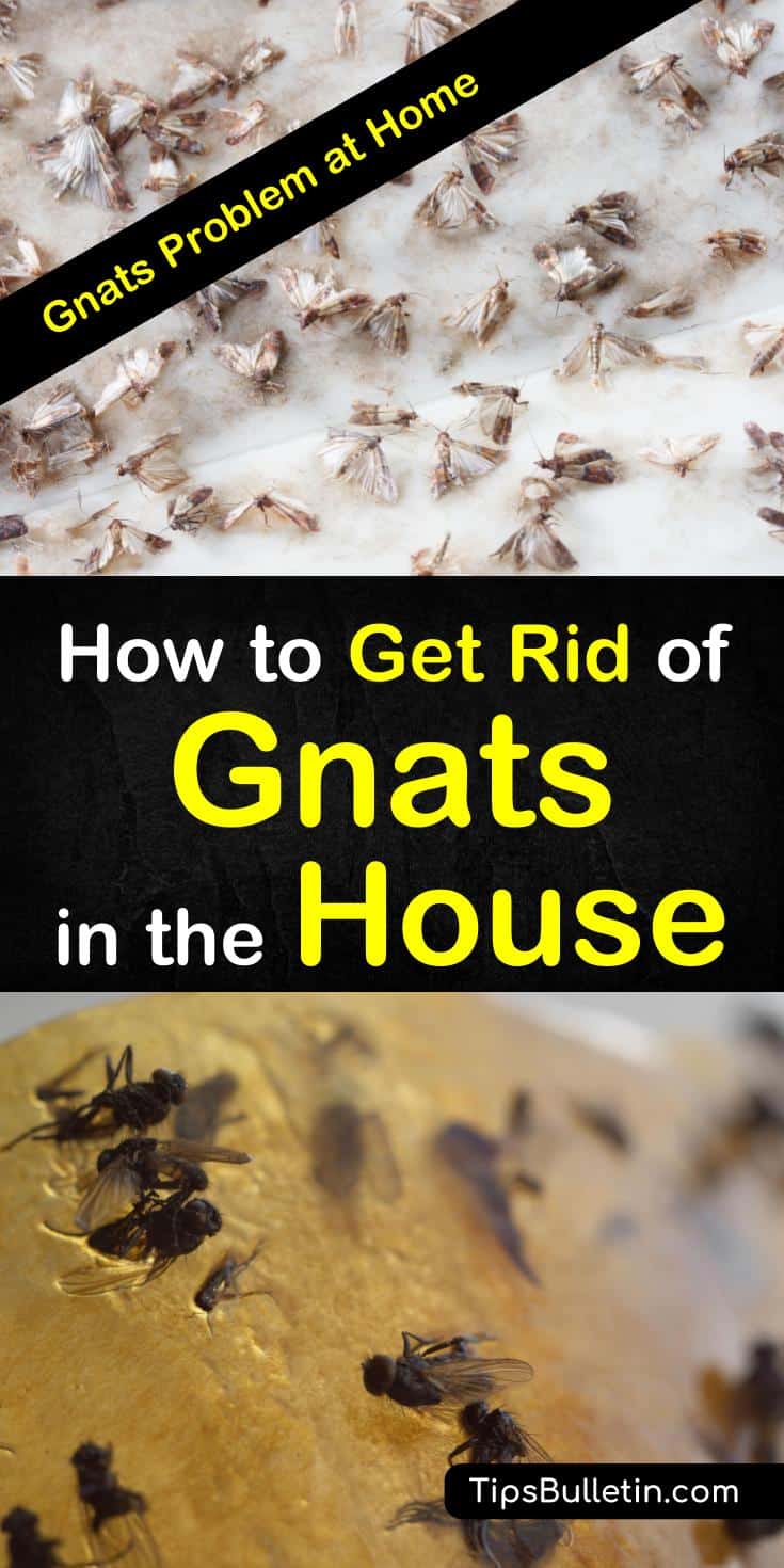 what causes gnats in the house