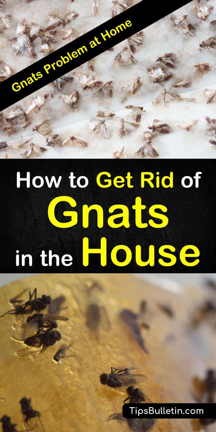 Learn how to use, everyday items to get rid of gnats in the house. Discover how to quickly get rid of fruit flies and gnats from your kitchen with essential oils, and other DIY fly traps. #gnatsathome #killgnats #house