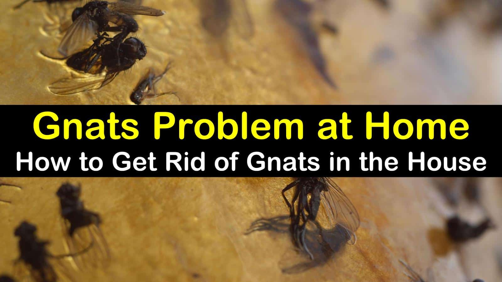 2 Fast & Easy Ways to Get Rid of Gnats in the House - How To Get Rid Of Gnats In The House